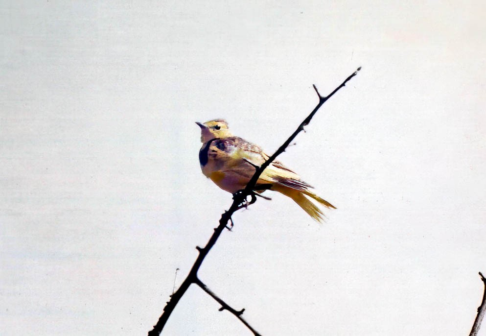 Golden Pipit - ML644202383
