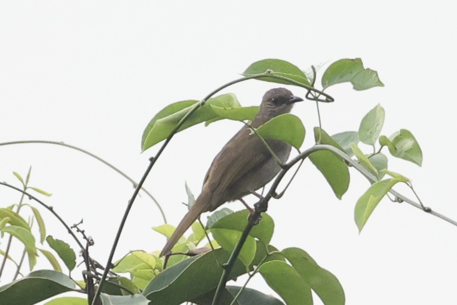 Olive-winged Bulbul - ML644202441