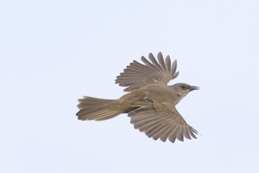 Olive-winged Bulbul - ML644202442