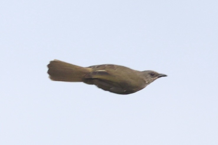 Olive-winged Bulbul - ML644202443