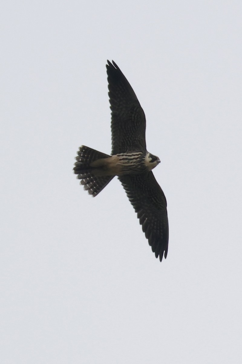 Eurasian Hobby - ML644202453