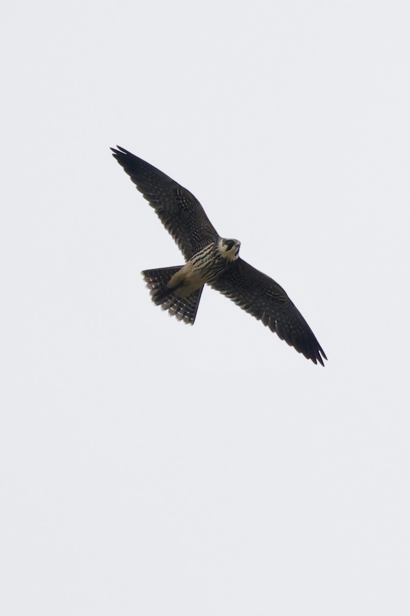 Eurasian Hobby - ML644202454