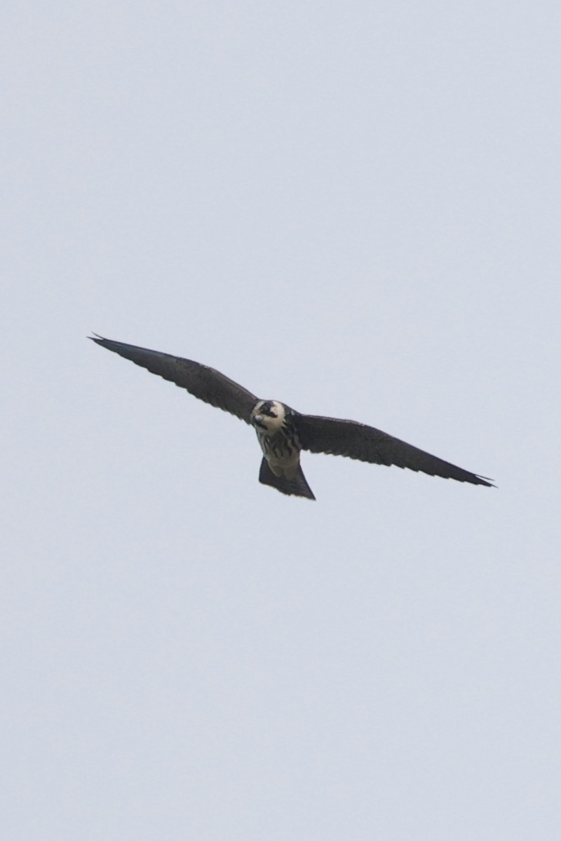 Eurasian Hobby - ML644202455