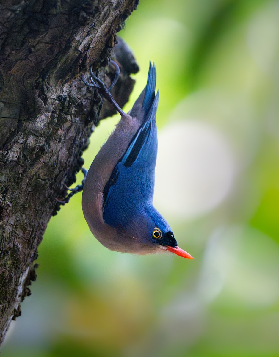 Velvet-fronted Nuthatch - ML644202471