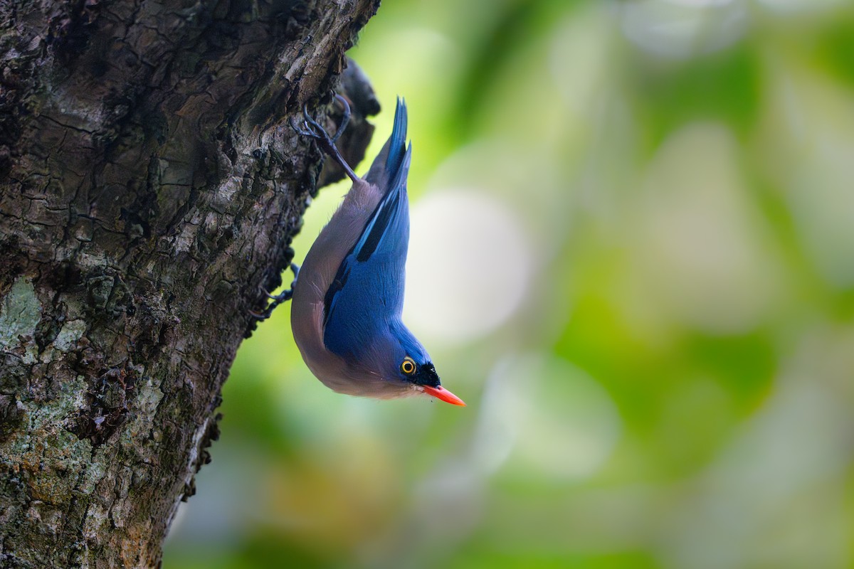 Velvet-fronted Nuthatch - ML644202472