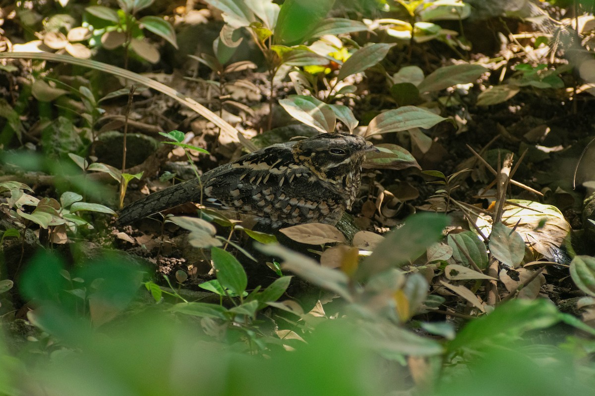 Hint Çobanaldatanı - ML644202486