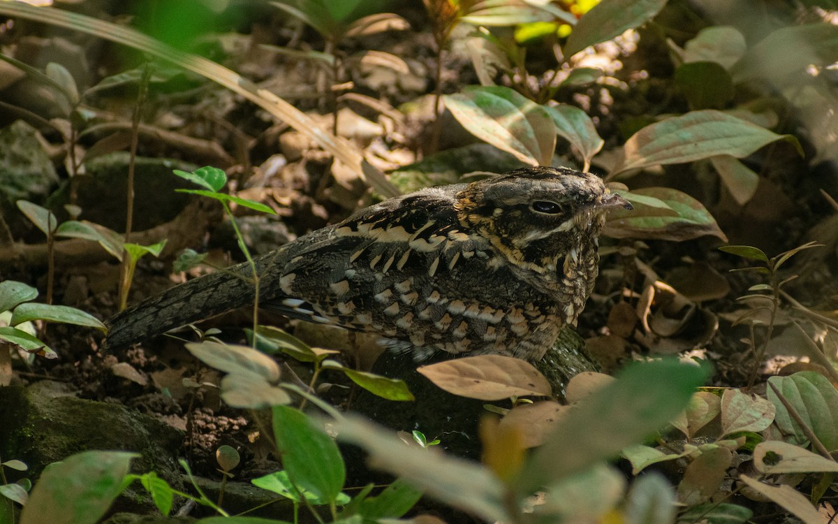 Hint Çobanaldatanı - ML644202487