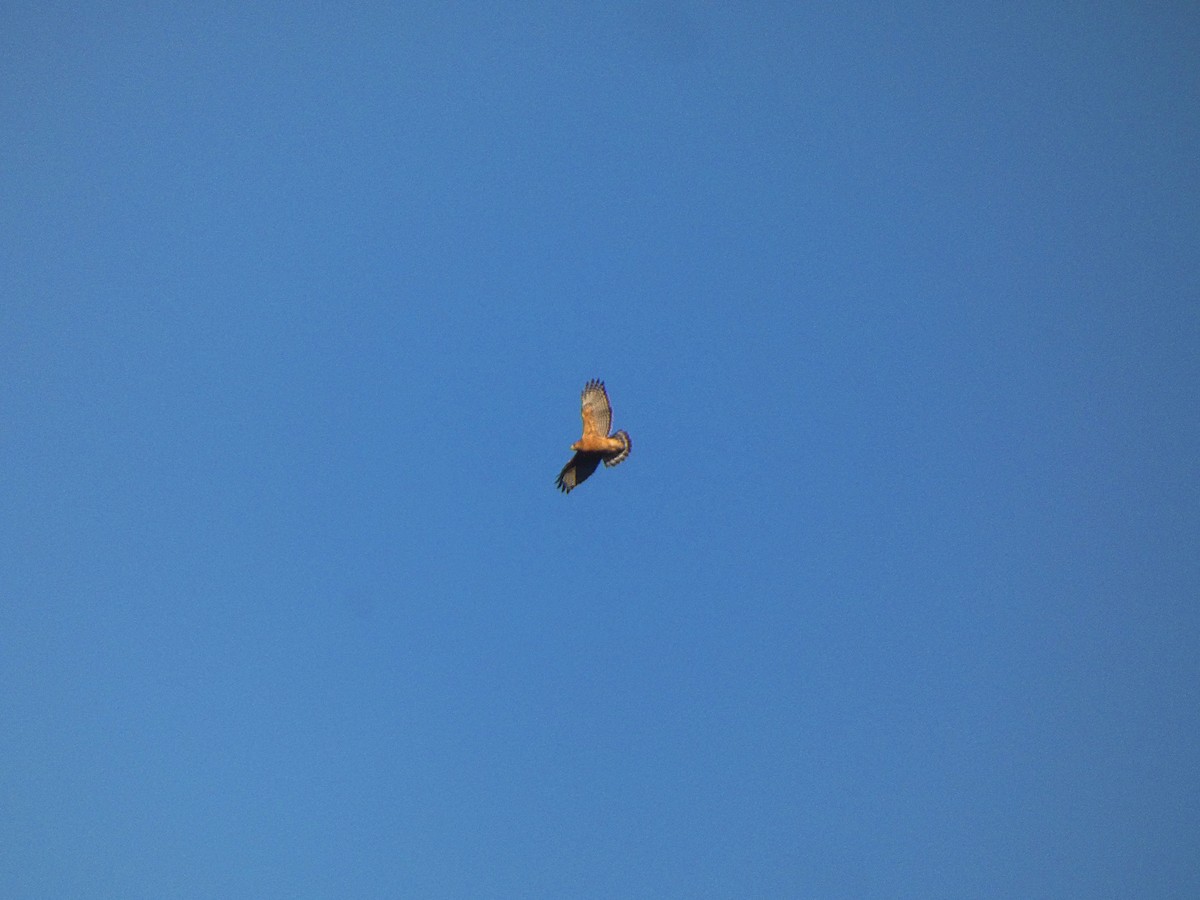 Red-shouldered Hawk - ML644202496