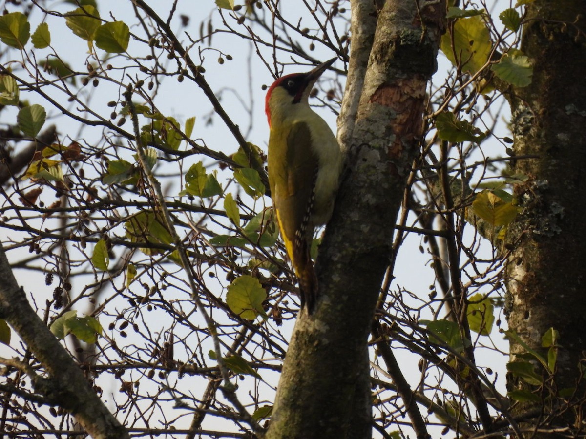 Eurasian Green Woodpecker - ML644202502