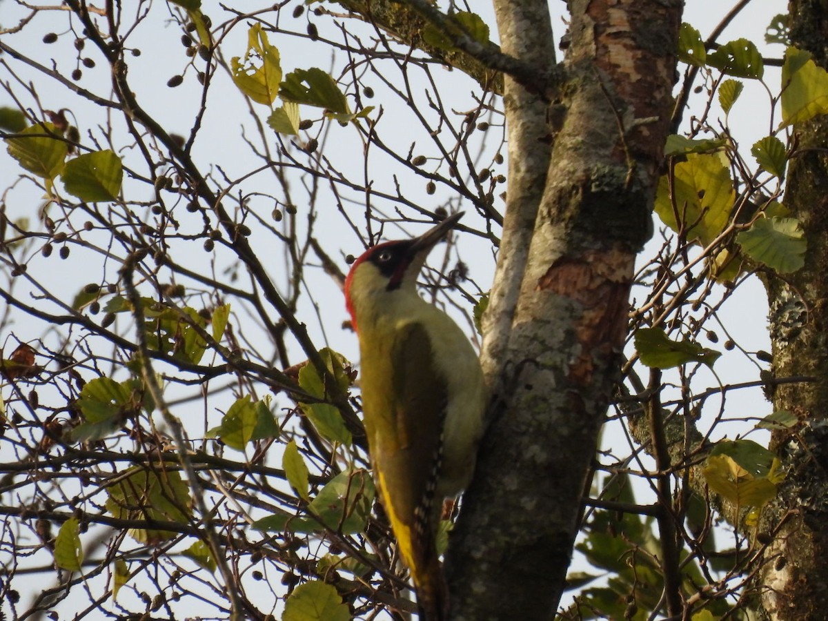 Eurasian Green Woodpecker - ML644202503