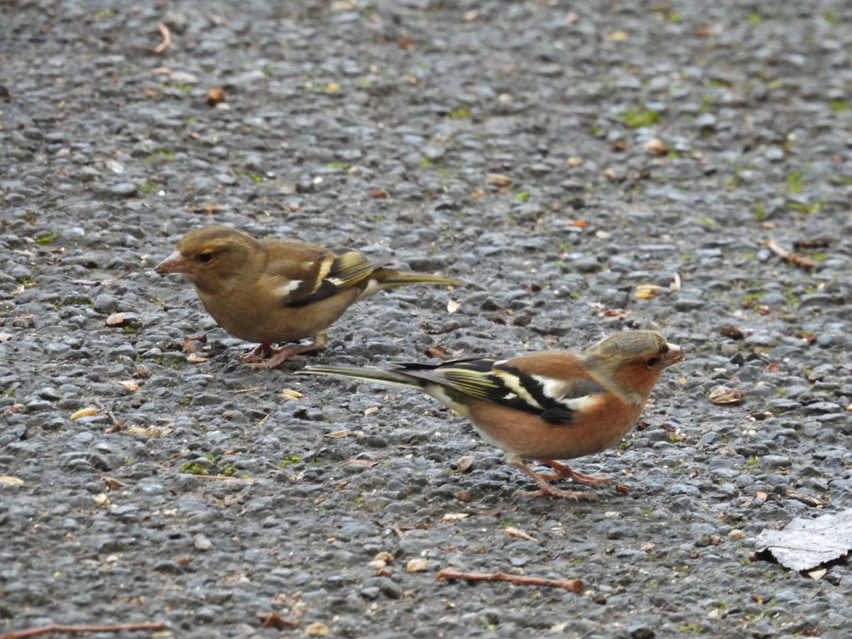 Common Chaffinch - ML644202507