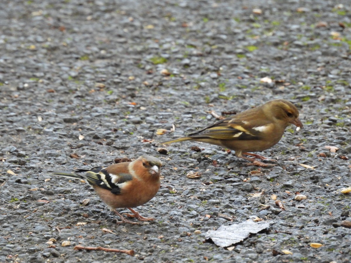 Common Chaffinch - ML644202508