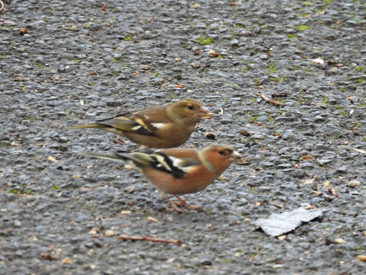 Common Chaffinch - ML644202509