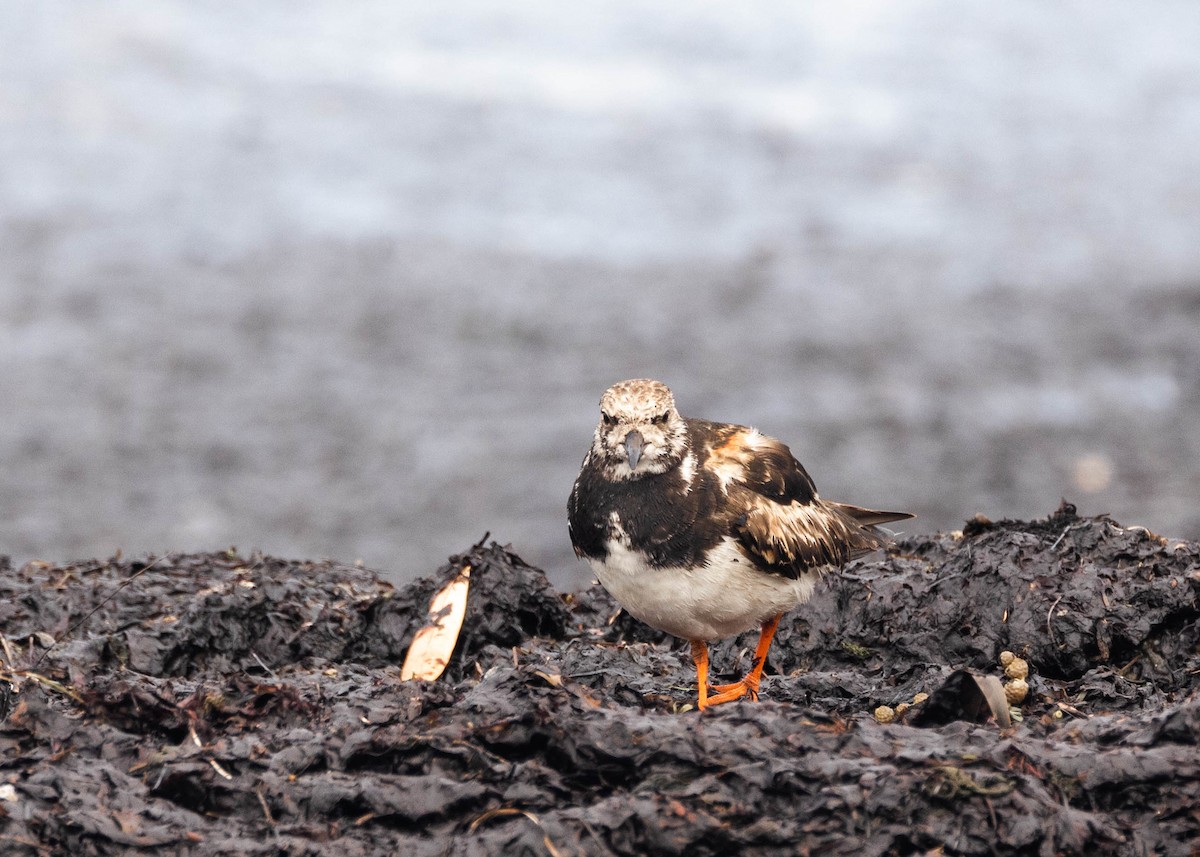 キョウジョシギ - ML644202510