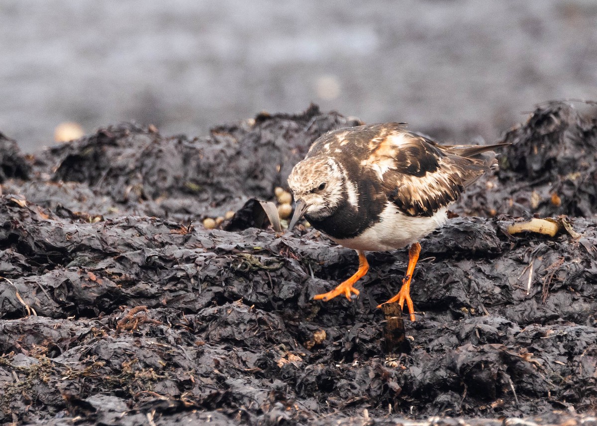 キョウジョシギ - ML644202511