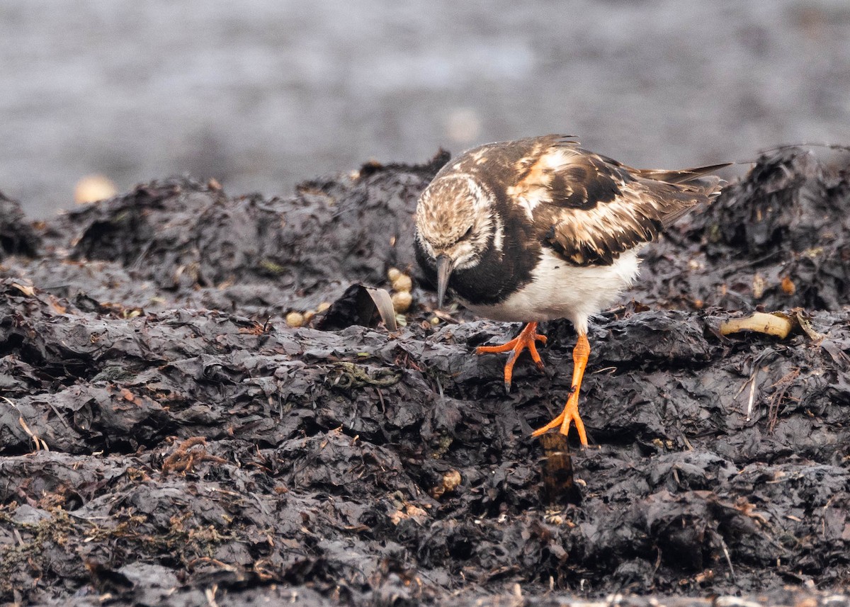 キョウジョシギ - ML644202512