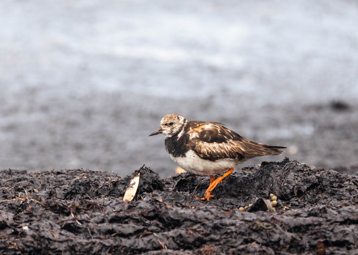 キョウジョシギ - ML644202513