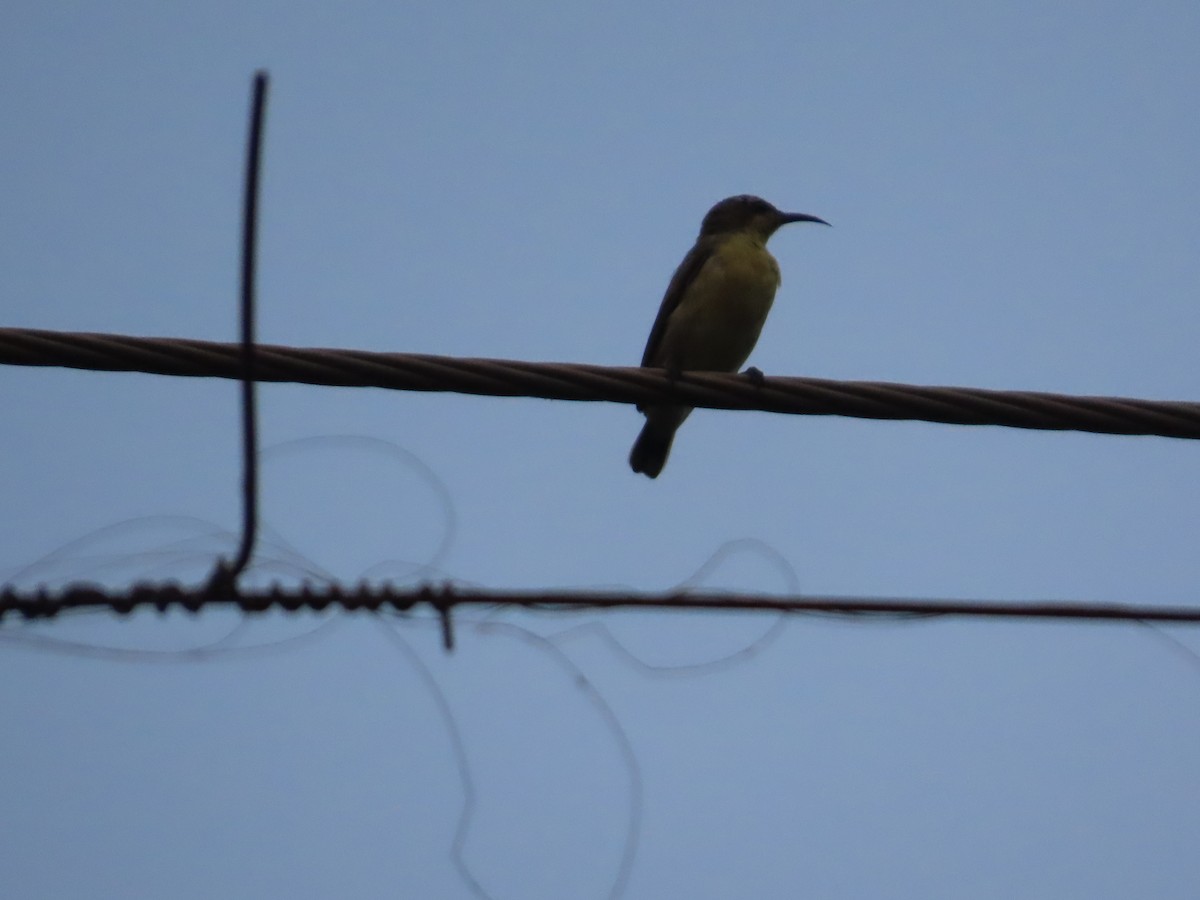 Purple Sunbird - ML644202553