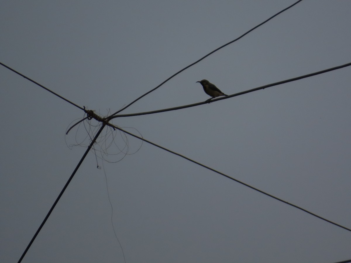 Purple Sunbird - ML644202554