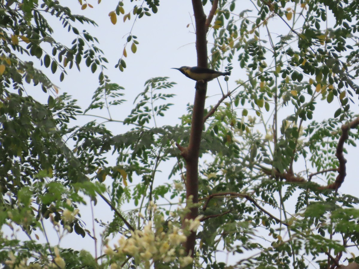 Purple Sunbird - ML644202555