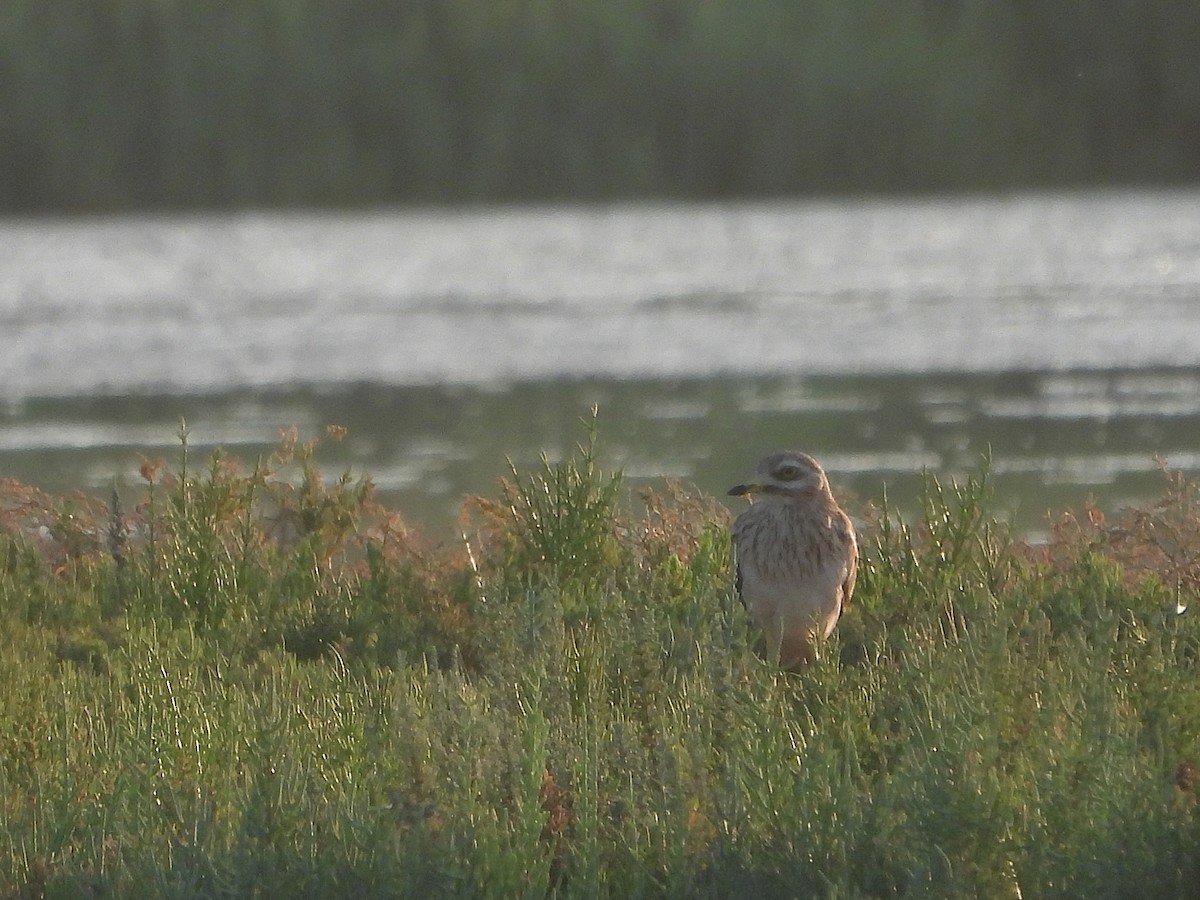 イシチドリ - ML644202557