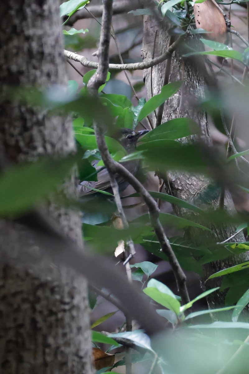 Siberian Thrush - ML644202578