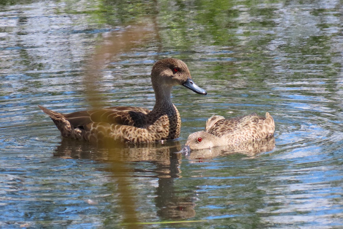 Zertzeta grisa - ML644202580