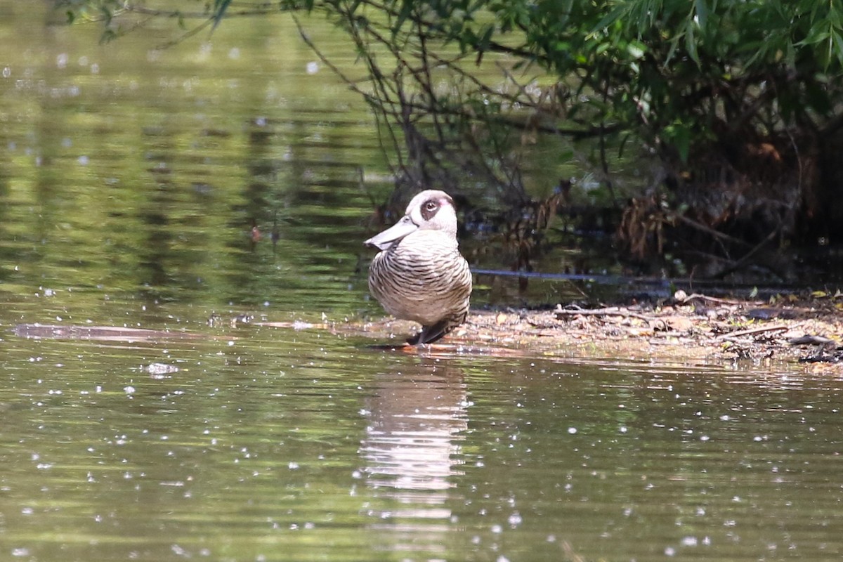 leppeand - ML644202582