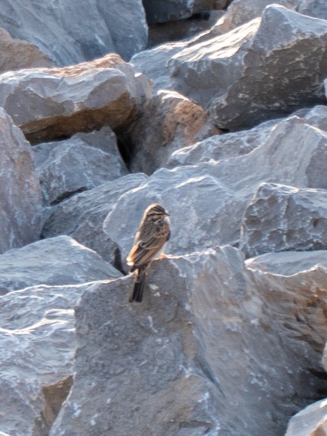 Striolated Bunting - ML644202589