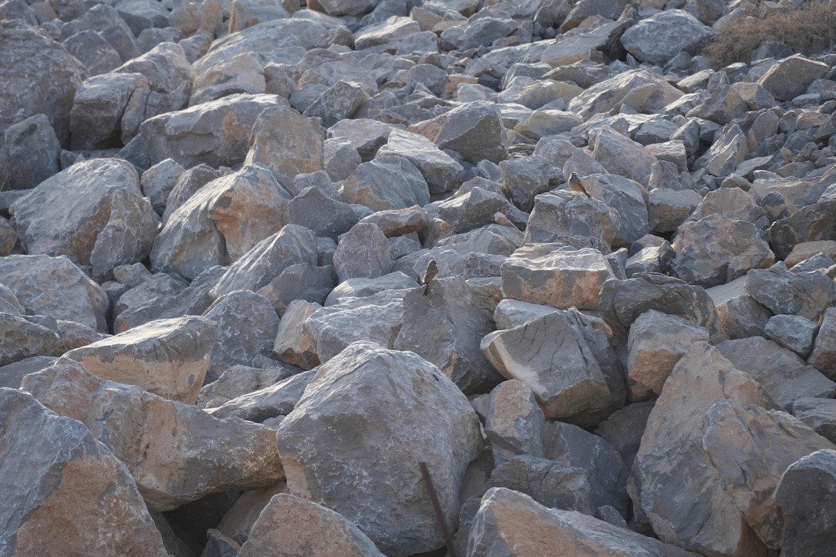 Striolated Bunting - ML644202590