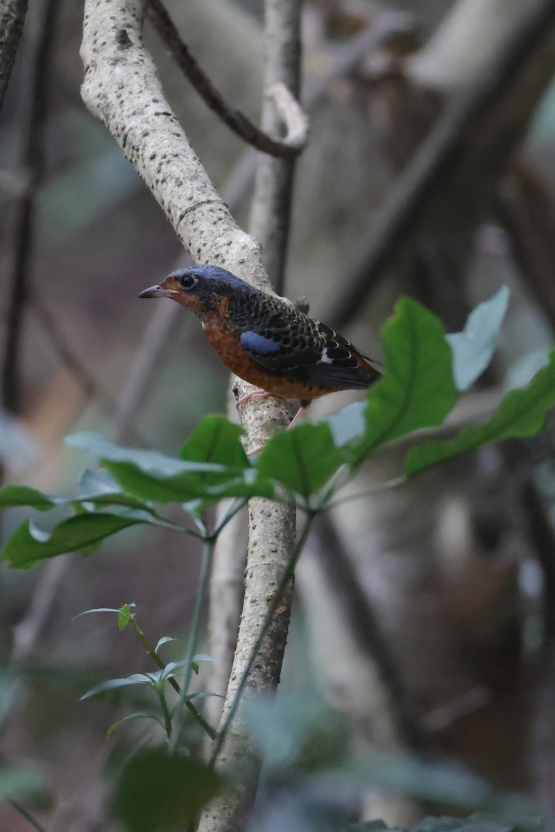 Ak Boğazlı Taşkızılı - ML644202604