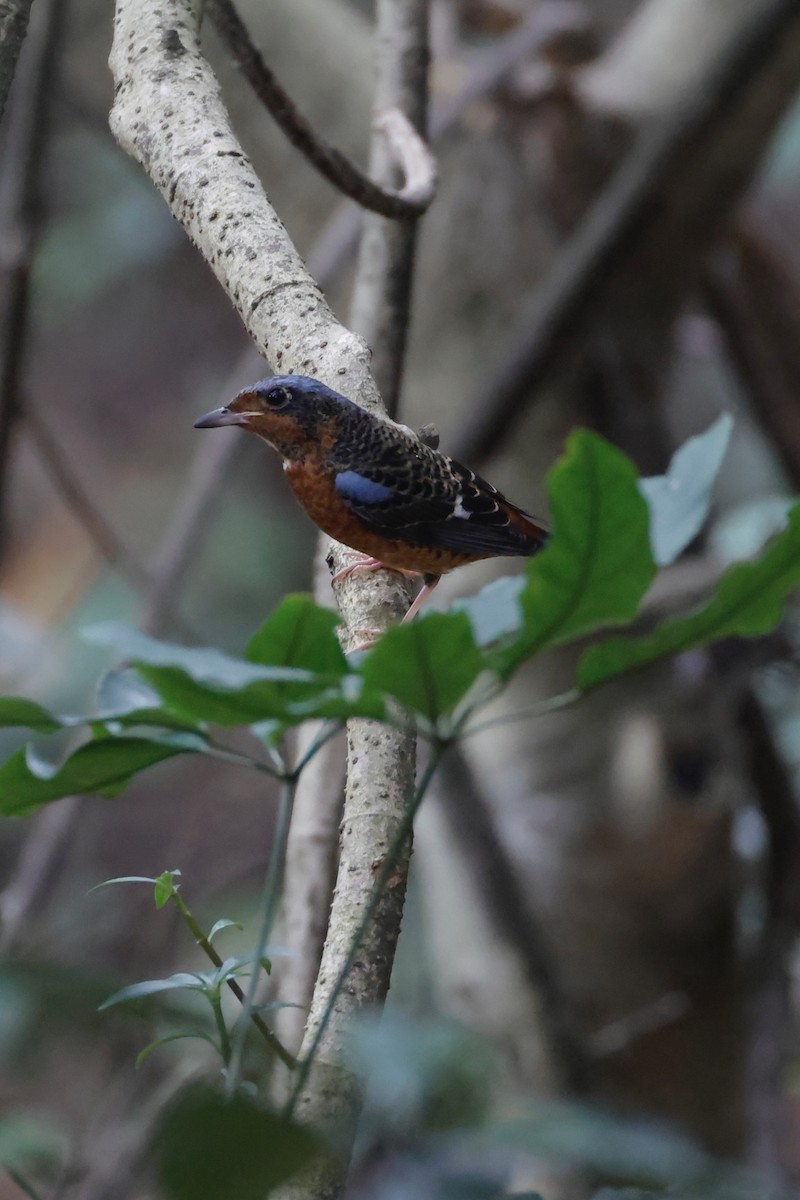 Ak Boğazlı Taşkızılı - ML644202605