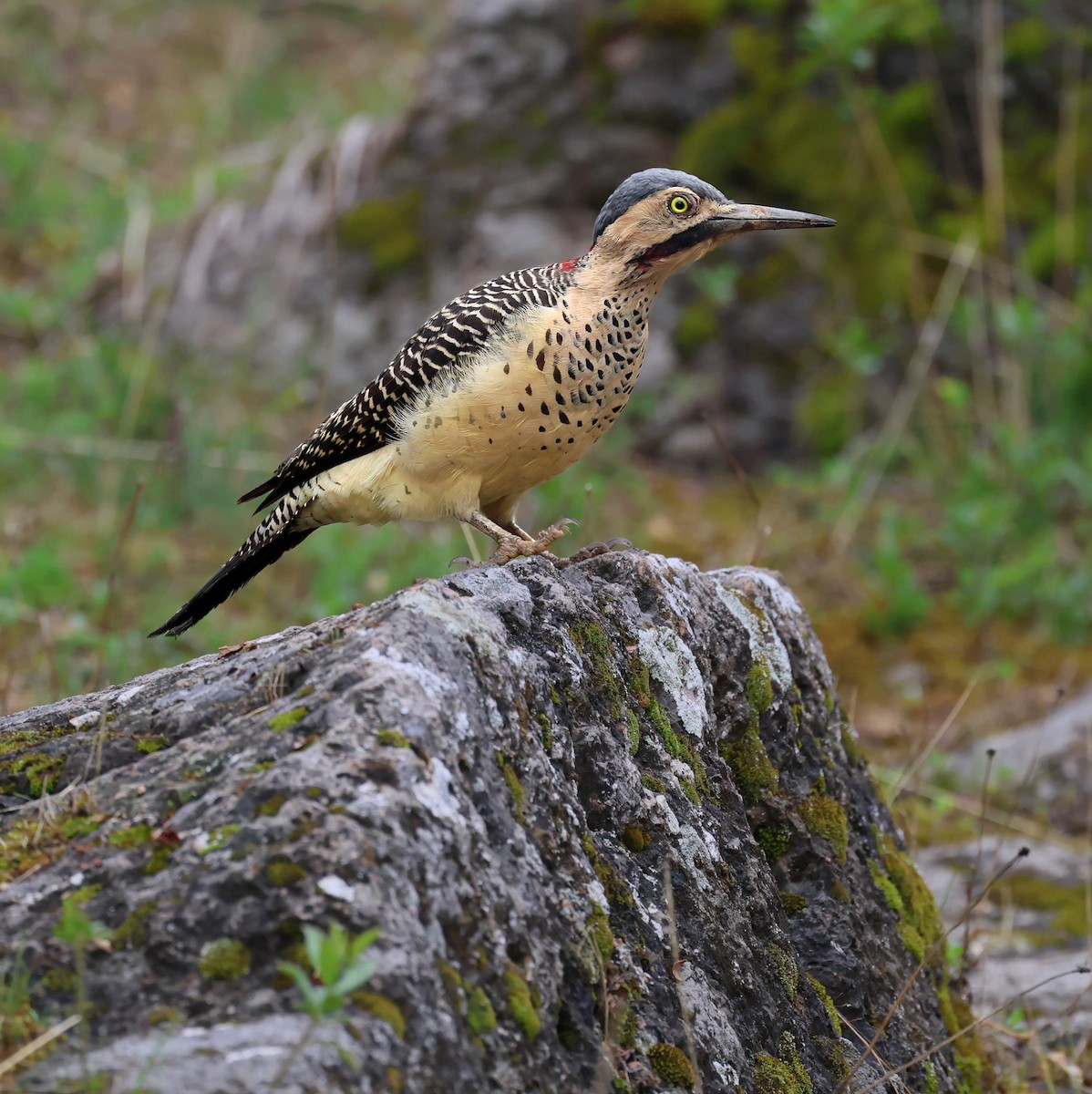 Andean Flicker (Southern) - ML644202616