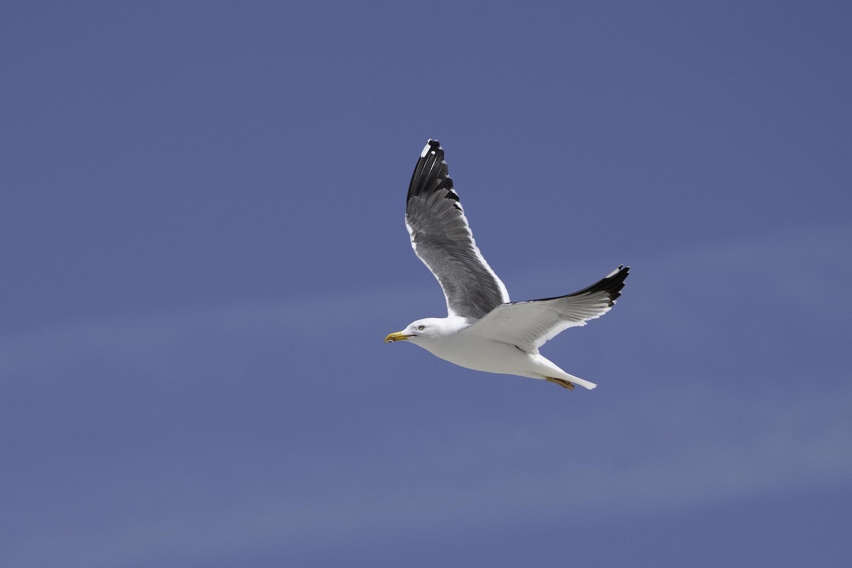 Lesser Black-backed Gull - ML644202649