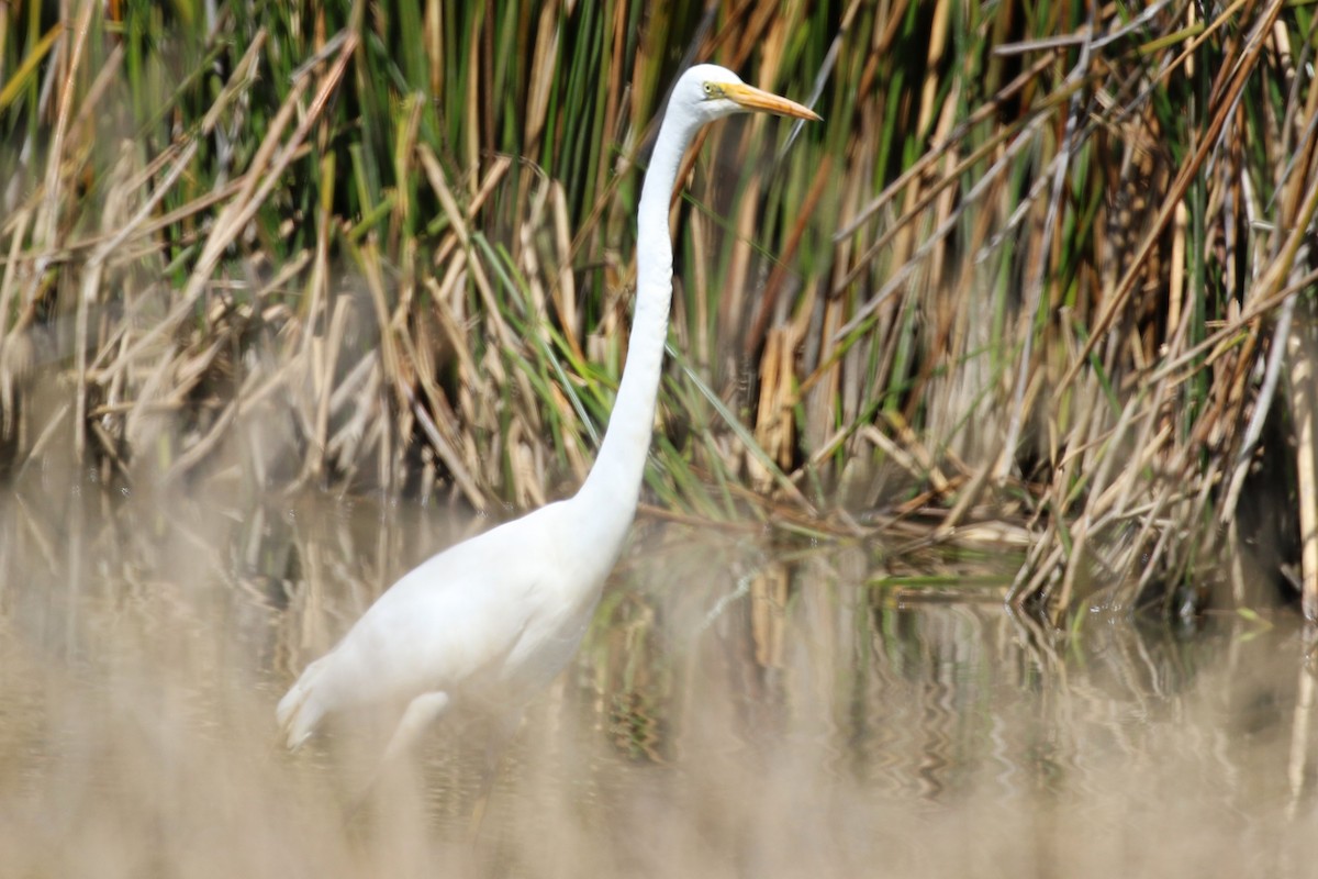 Grande Aigrette - ML644202654
