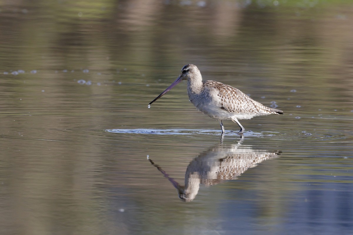 Хурган цууцал - ML644202665