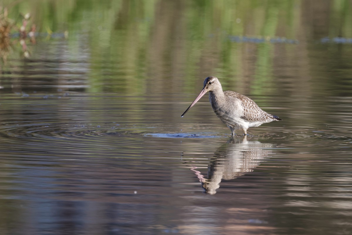 Хурган цууцал - ML644202666