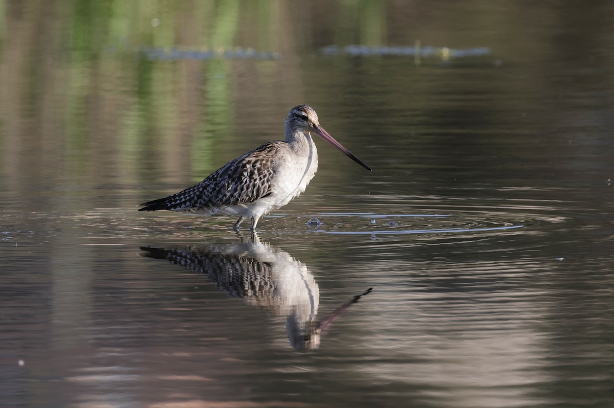 Хурган цууцал - ML644202667