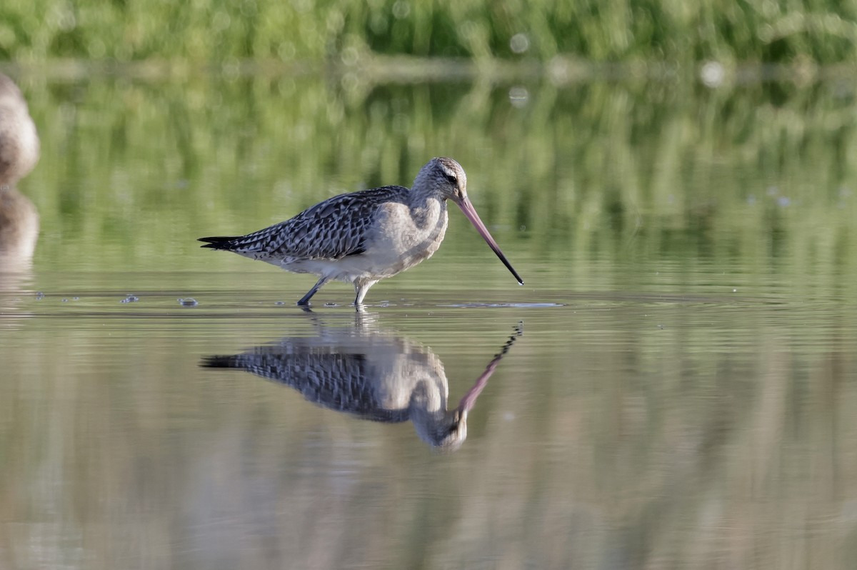 Хурган цууцал - ML644202668