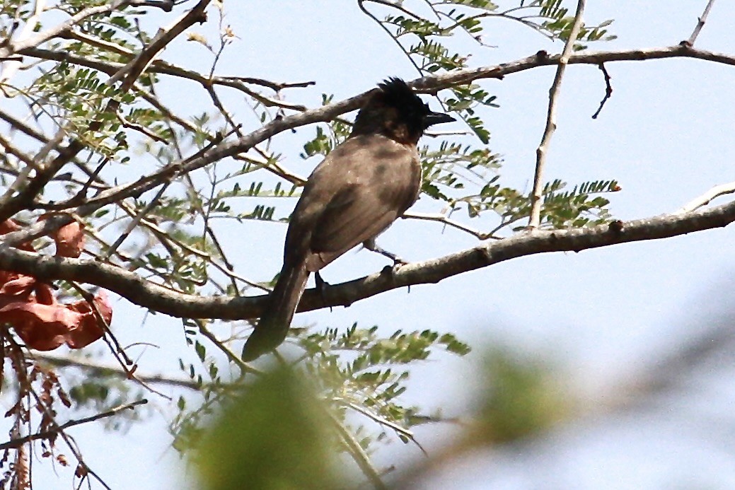 Common Bulbul (Dark-capped) - ML644202669