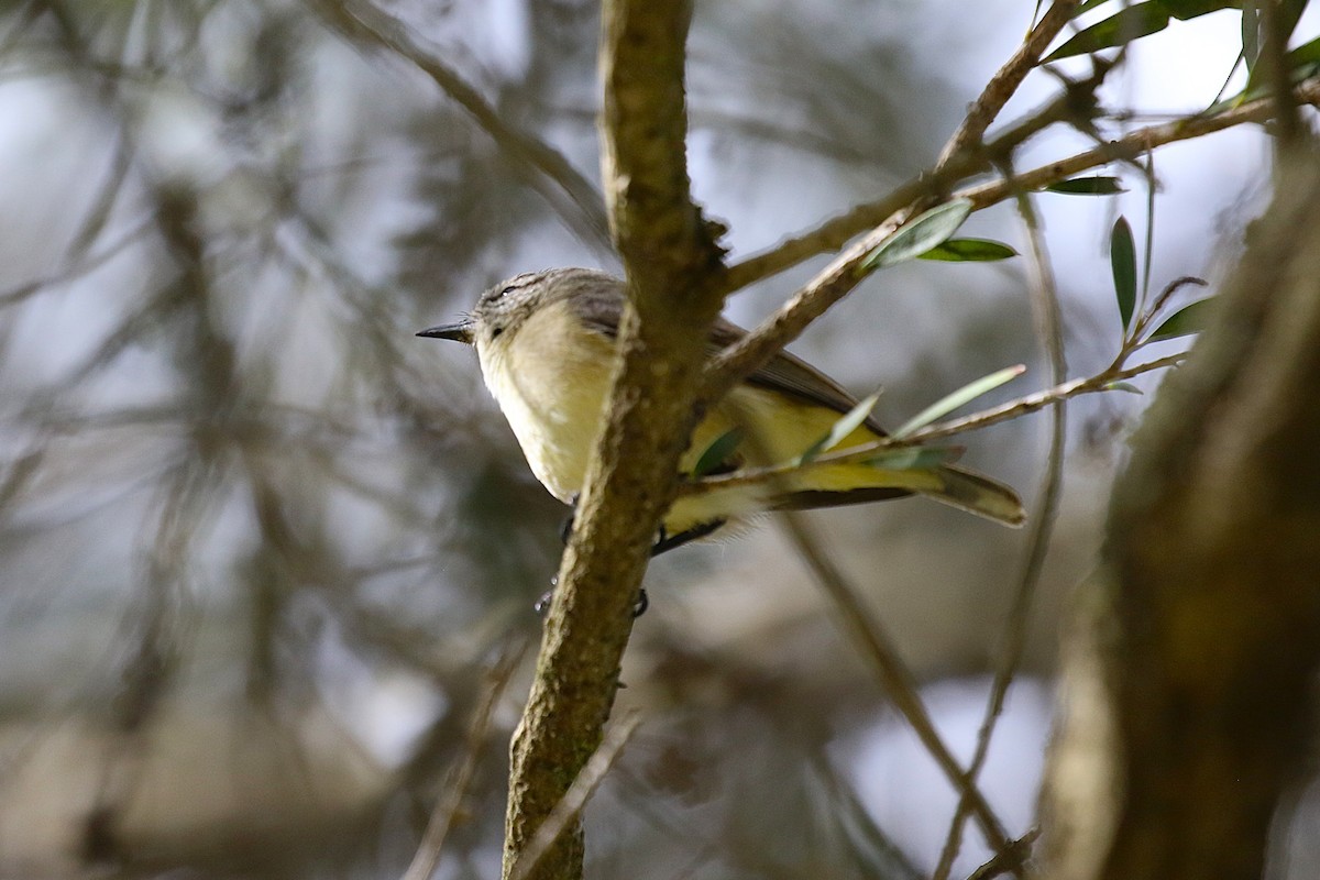 Acanthize à croupion jaune - ML644202706