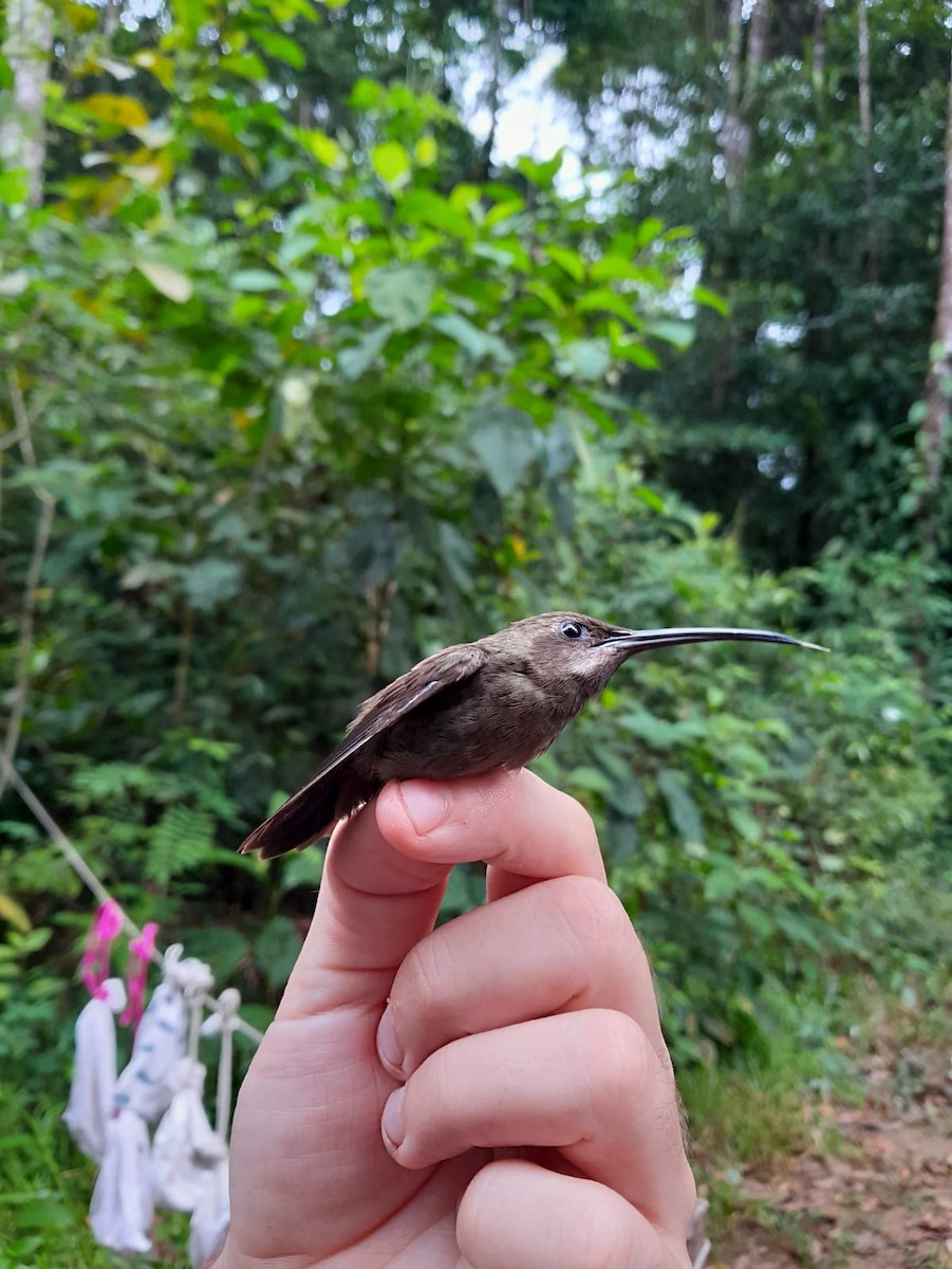 Sooty Barbthroat (French Guiana) - ML644202715