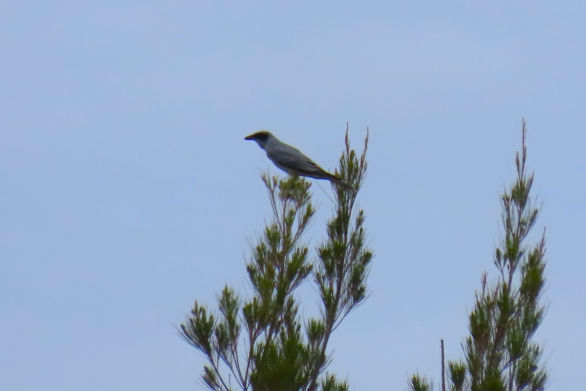 Black-faced Cuckooshrike - ML644202722