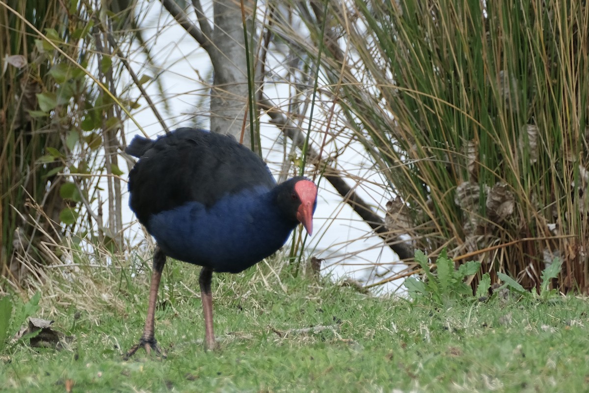 Australasian Swamphen - ML644202730