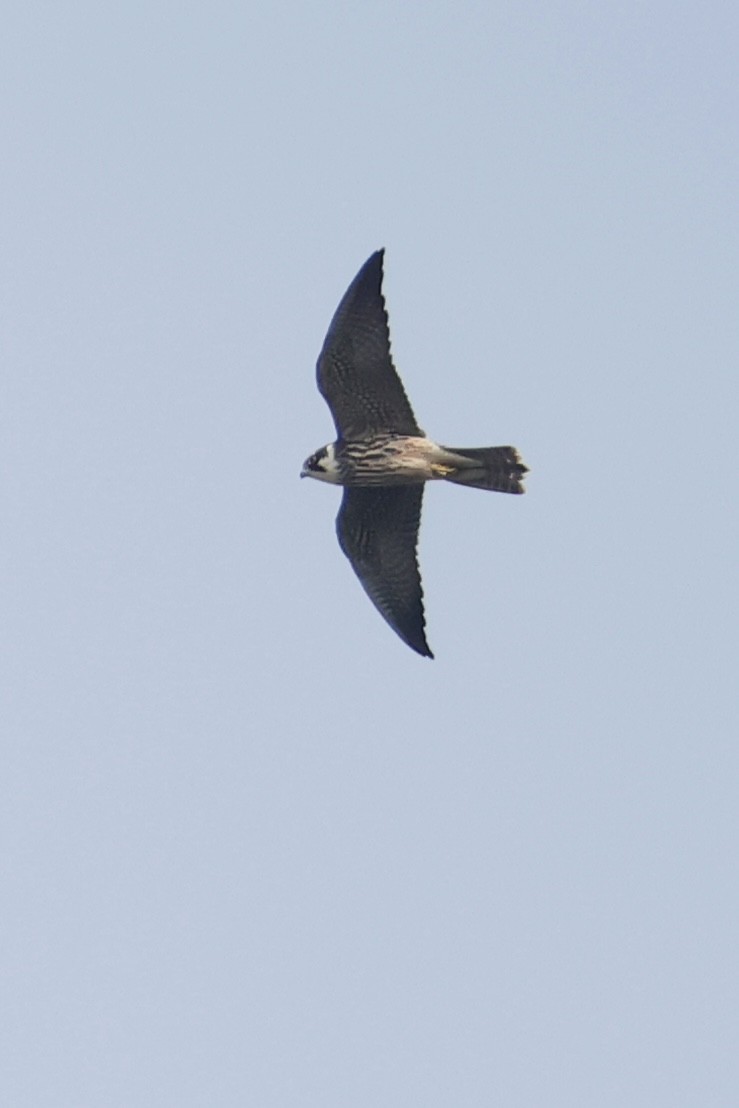 Eurasian Hobby - ML644202792