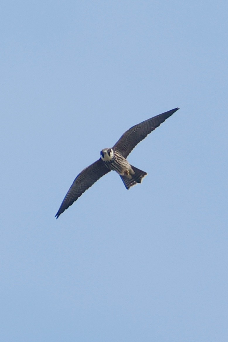 Eurasian Hobby - ML644202793