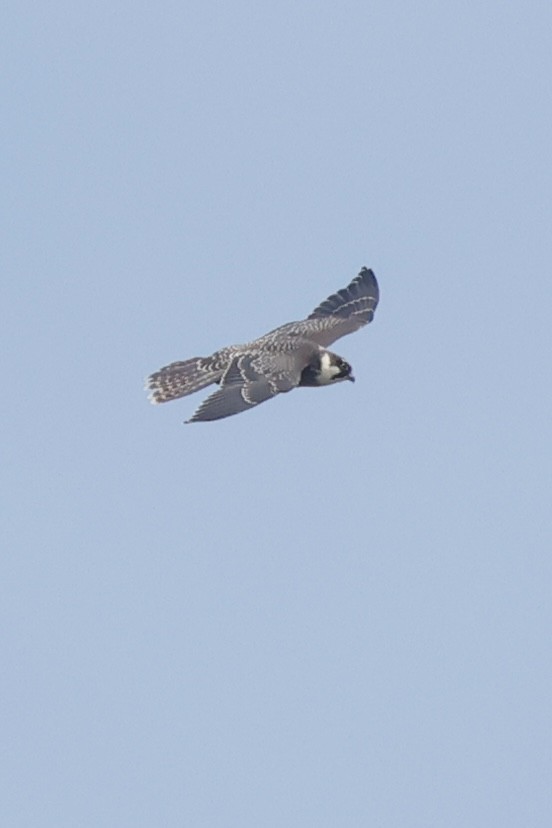 Eurasian Hobby - ML644202794