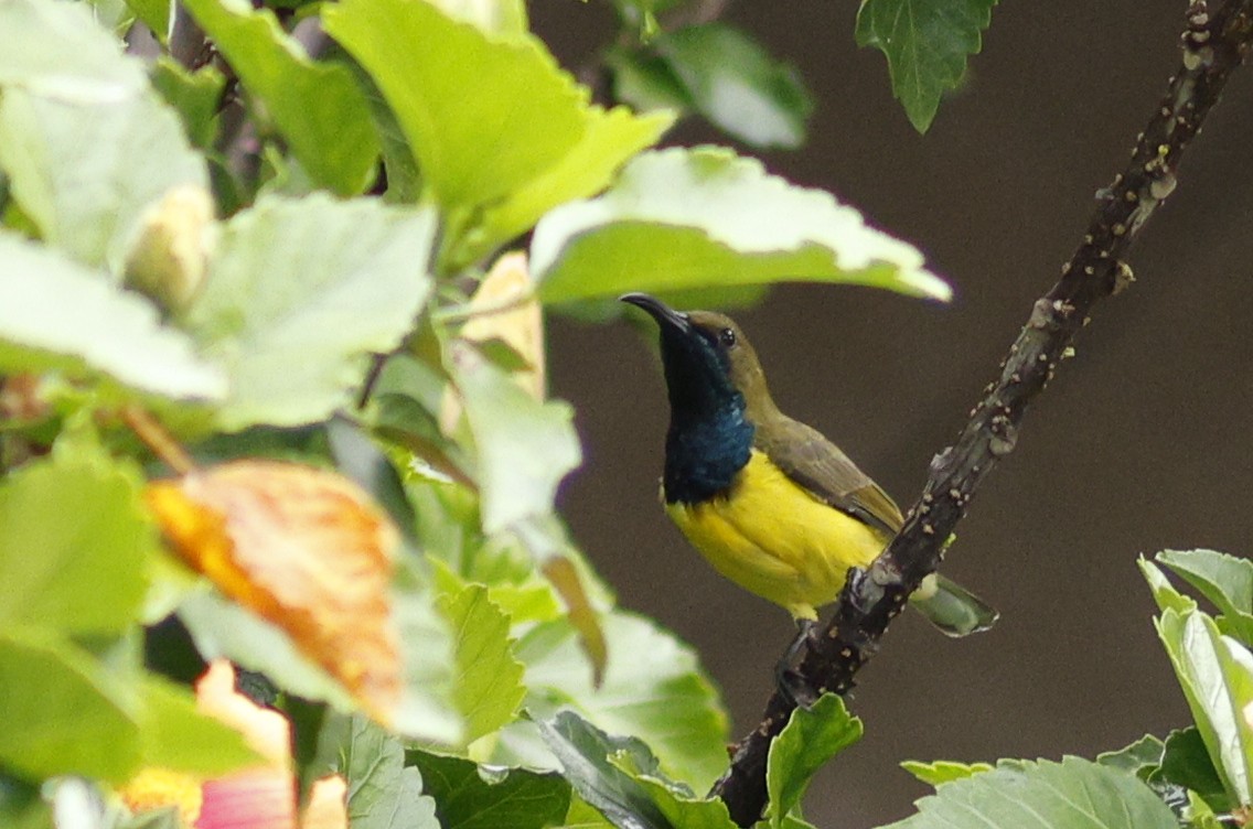 Garden Sunbird - ML644202822