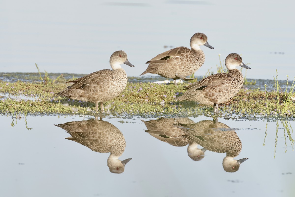 Zertzeta grisa - ML644202824