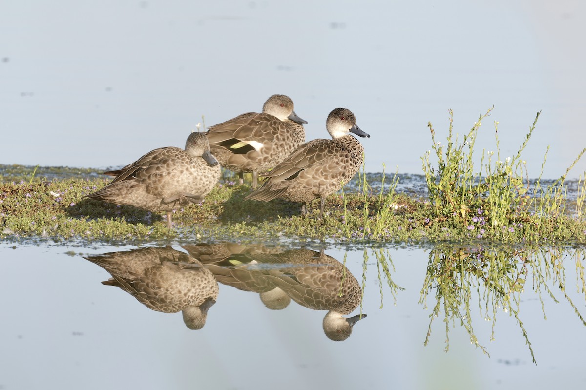 Zertzeta grisa - ML644202825